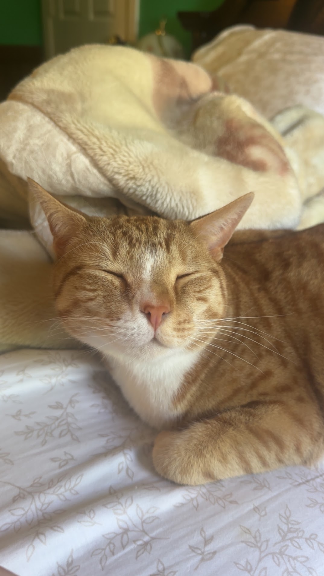 Kevin Kitty Cattio